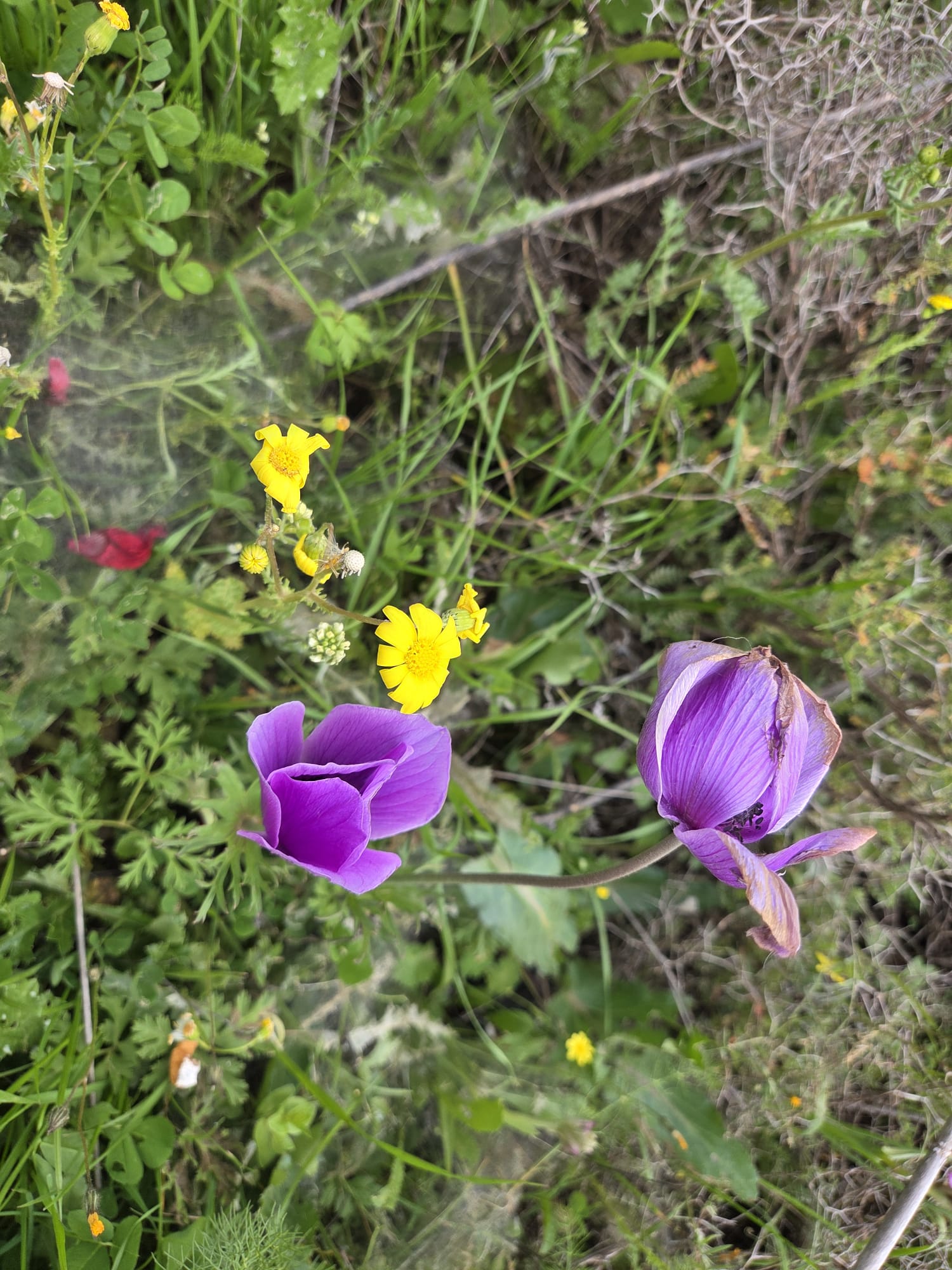 פעילות קהילתית